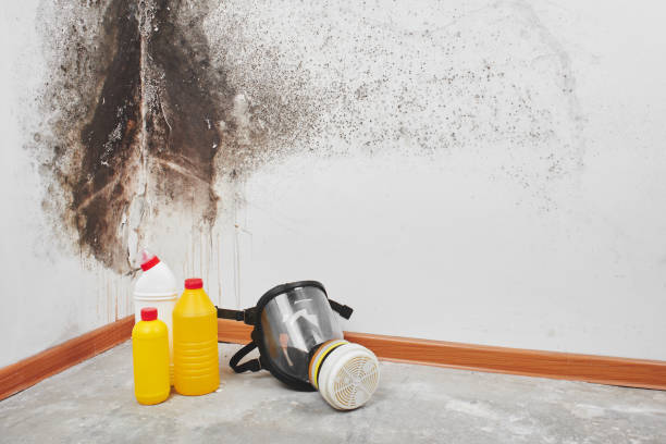 Best Fast Mold Removal  in Bacliff, TX