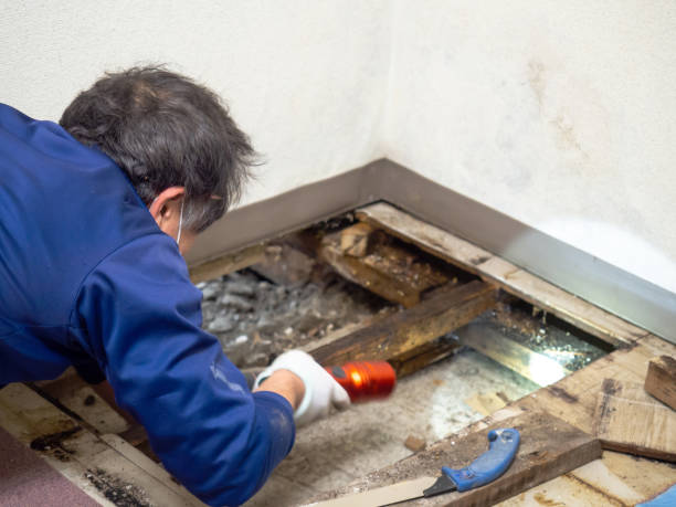  Bacliff, TX Mold Removal Pros