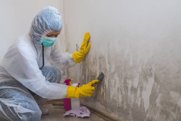 Best Mold Testing  in Bacliff, TX