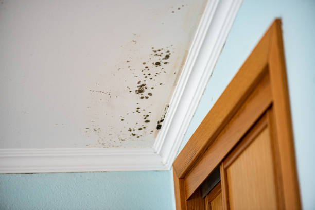 Bacliff, TX Mold Removal Company