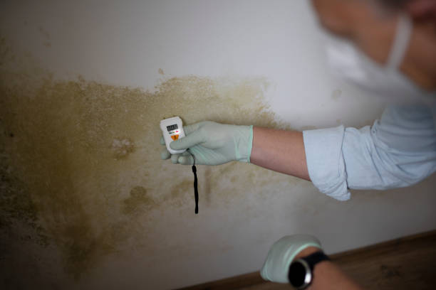 Best Home Mold Removal  in Bacliff, TX