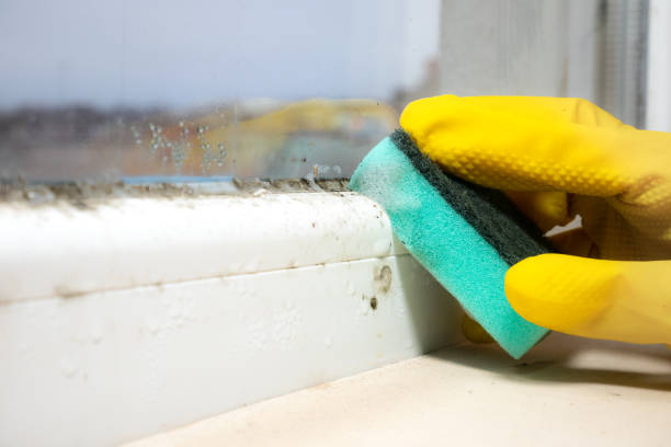 Reliable Bacliff, TX Mold Removal Solutions