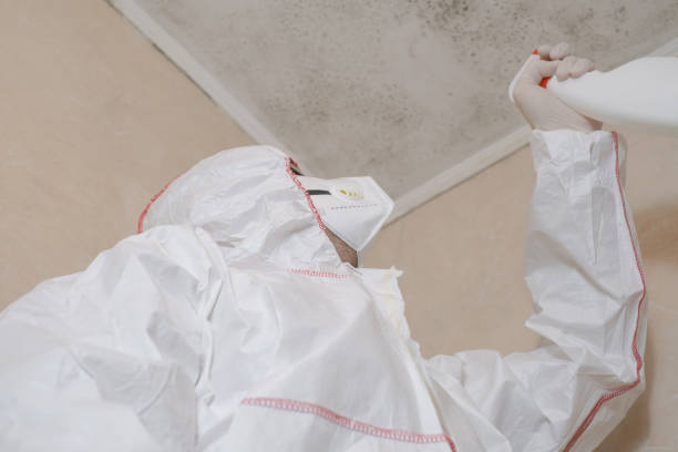 Best Black Mold Removal  in Bacliff, TX