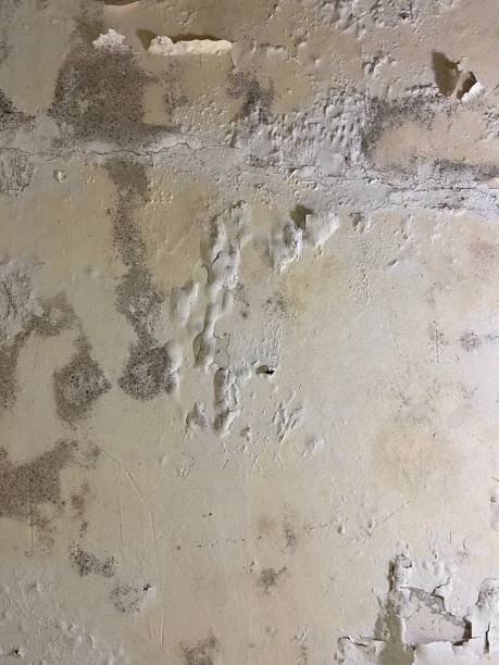 Best Local Mold Removal Service  in Bacliff, TX