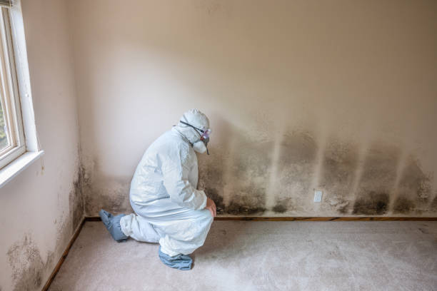 Best Residential Mold Removal  in Bacliff, TX