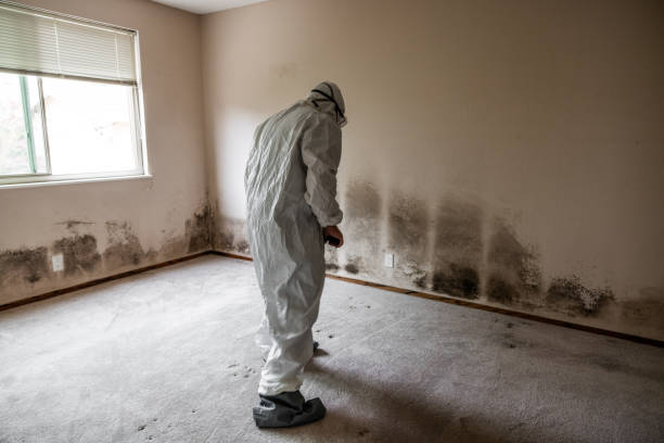 Best Affordable Mold Removal  in Bacliff, TX