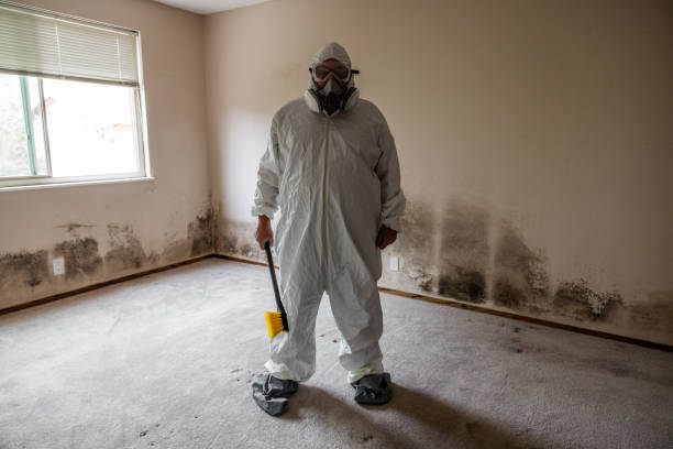 Best Mold Damage Repair  in Bacliff, TX