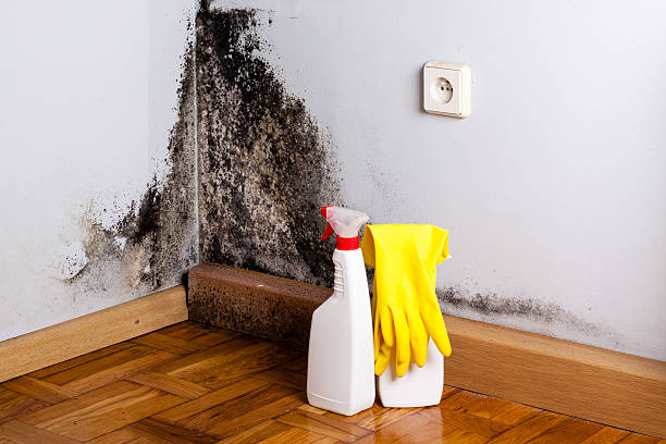 Best Mold Testing  in Bacliff, TX