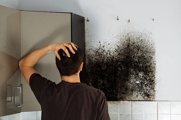 Best Office Mold Removal Services  in Bacliff, TX