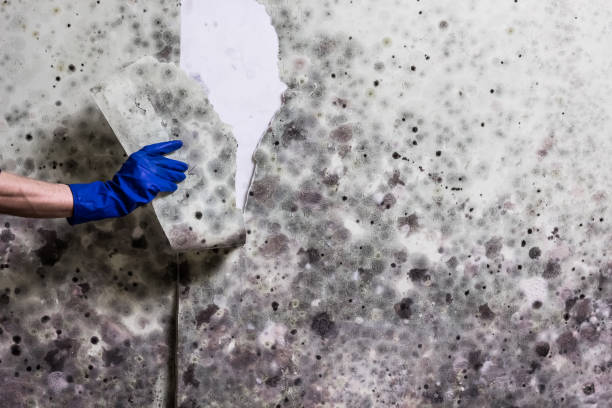 Best Mold Removal Specialists  in Bacliff, TX